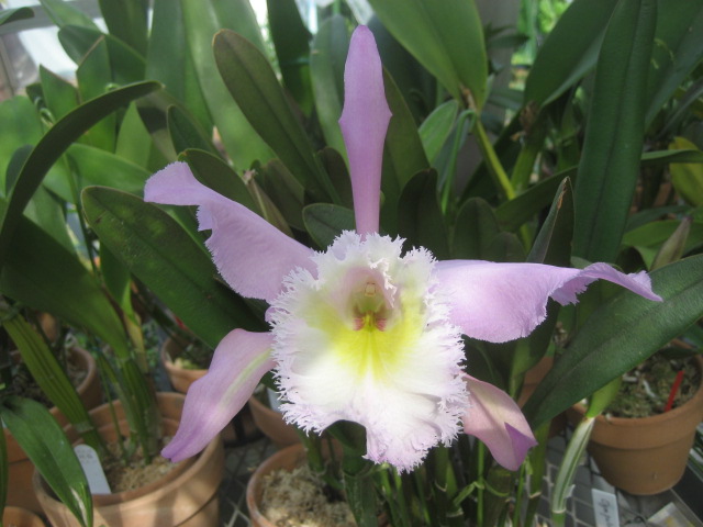 ���ƒ�̉ԂƎČ��E��