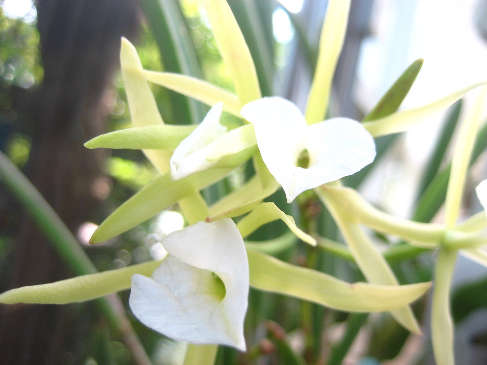 ���ƒ�̉ԂƎČ��E��