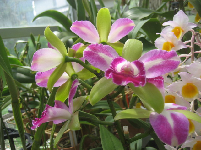 ���ƒ�̉ԂƎČ��E��