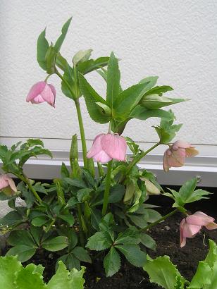 ���ƒ�̉ԂƎČ��E��