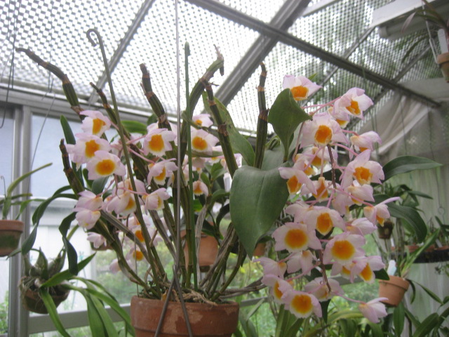 ���ƒ�̉ԂƎČ��E��