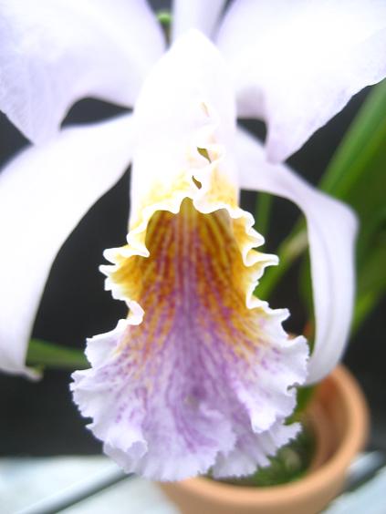 ���ƒ�̉ԂƎČ��E��