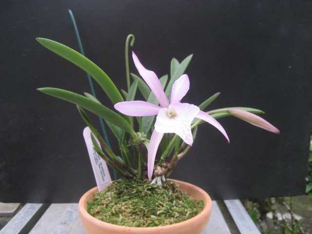 ���ƒ�̉ԂƎČ��E��