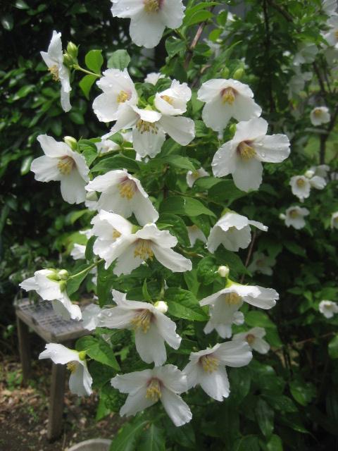 ���ƒ�̉ԂƎČ��E��