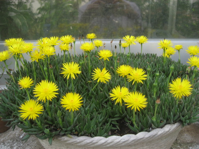 ���ƒ�̉ԂƎČ��E��