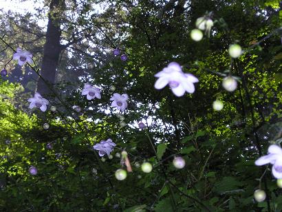 ���ƒ�̉ԂƎČ��E��