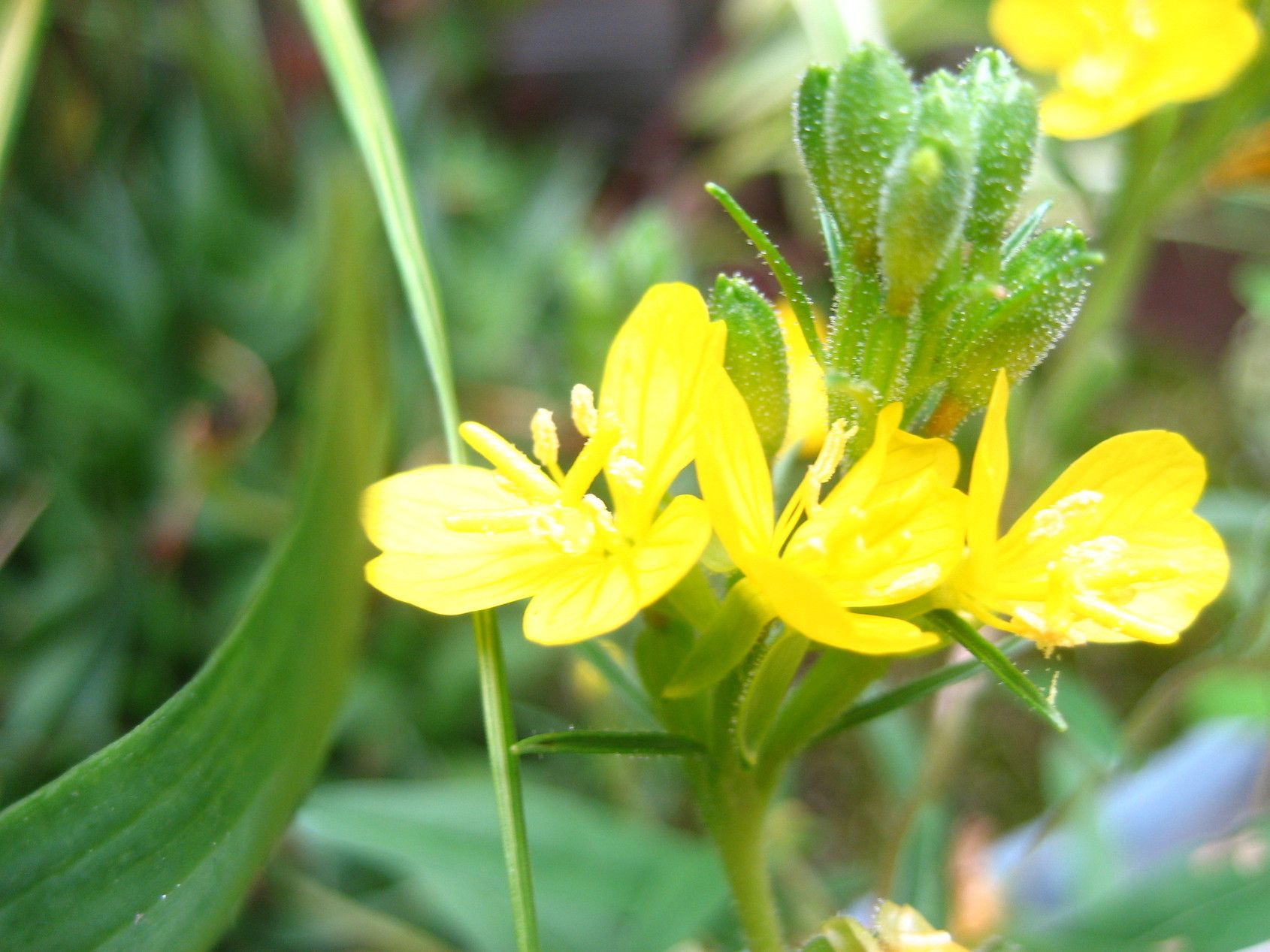 ���ƒ�̉ԂƎČ��E��