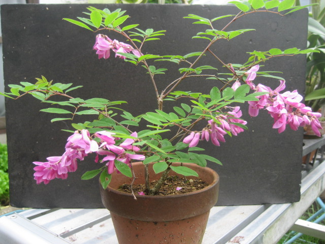 ���ƒ�̉ԂƎČ��E��