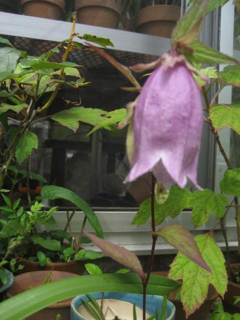 ���ƒ�̉ԂƎČ��E��