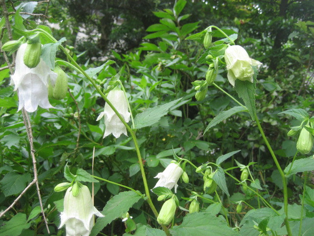 ���ƒ�̉ԂƎČ��E��