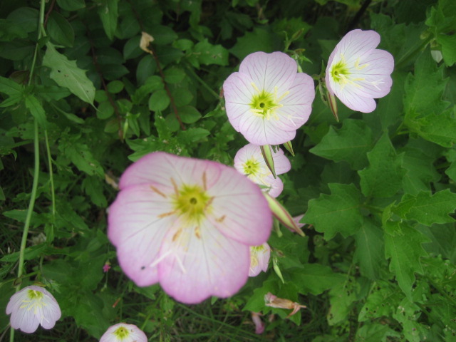 ���ƒ�̉ԂƎČ��E��