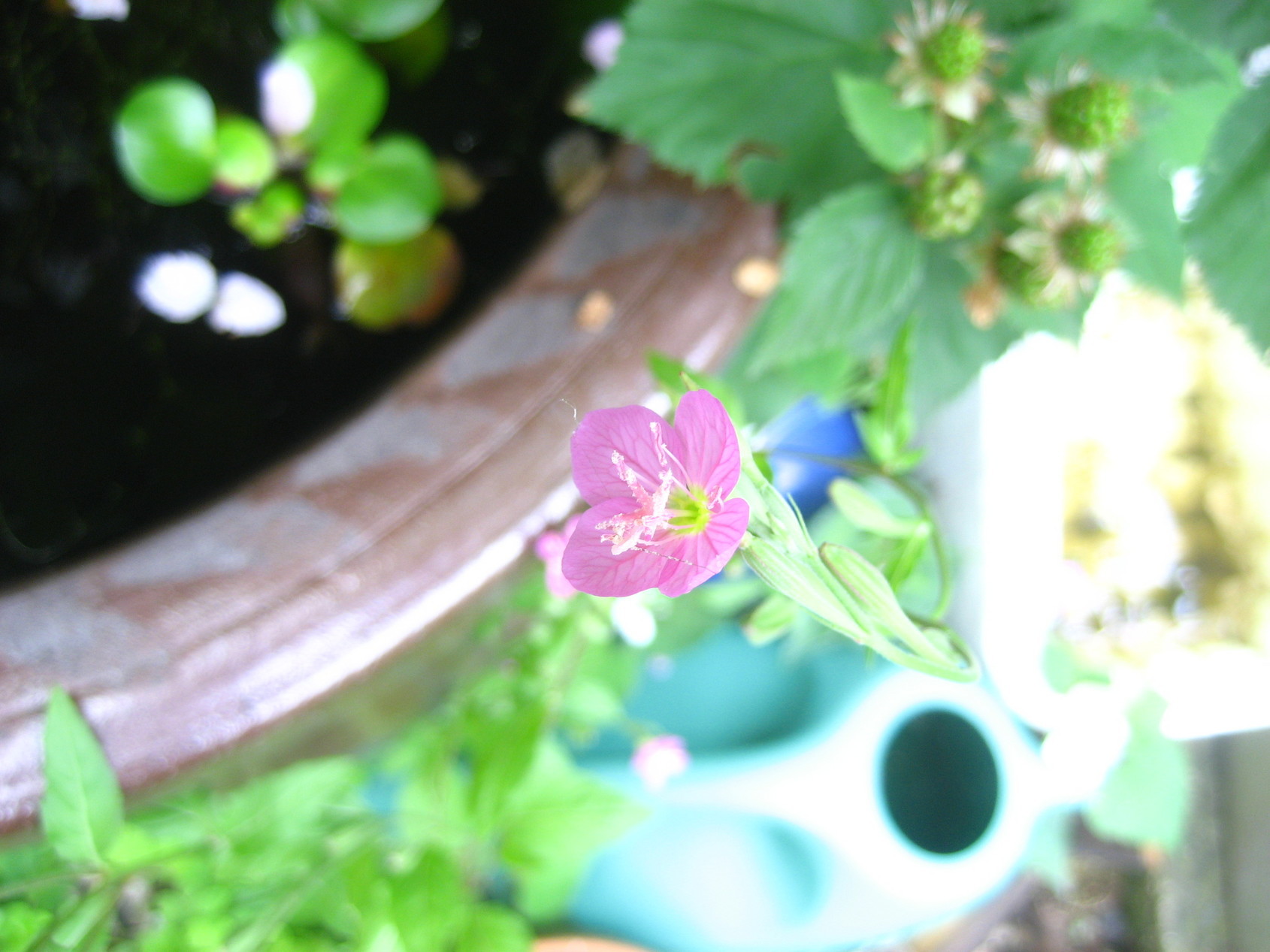 ���ƒ�̉ԂƎČ��E��