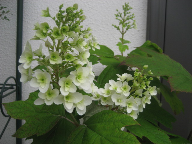 ���ƒ�̉ԂƎČ��E��