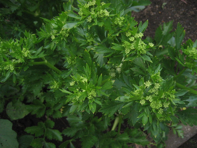 ���ƒ�̉ԂƎČ��E��