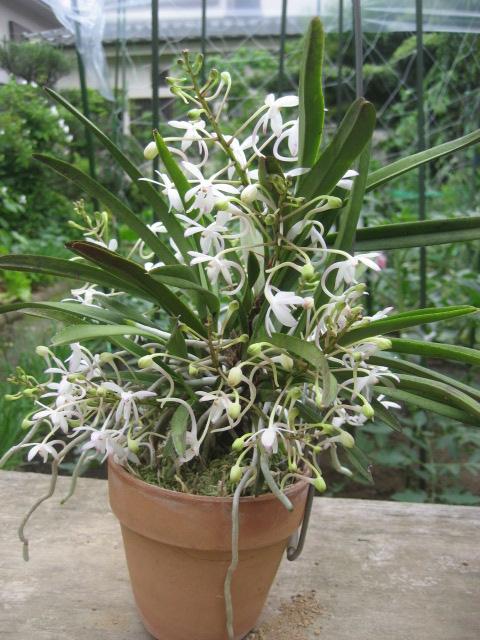 ���ƒ�̉ԂƎČ��E��