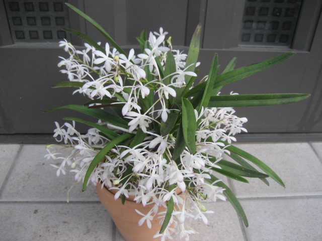 ���ƒ�̉ԂƎČ��E��