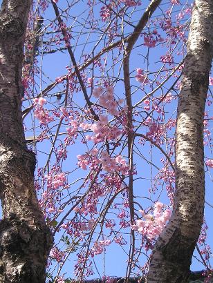 ���ƒ�̉ԂƎČ��E��