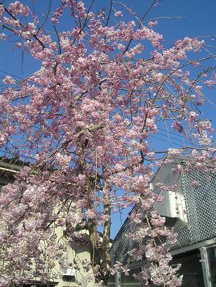 ���ƒ�̉ԂƎČ��E��