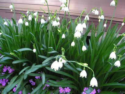 ���ƒ�̉ԂƎČ��E��