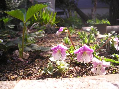 ���ƒ�̉ԂƎČ��E��