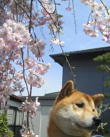 ���ƒ�̉ԂƎČ��E��