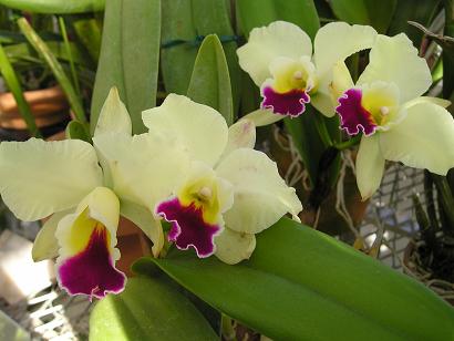 ���ƒ�̉ԂƎČ��E��