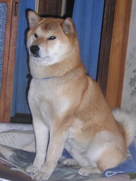 ���ƒ�̉ԂƎČ��E��