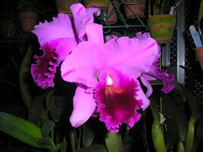 ���ƒ�̉ԂƎČ��E��