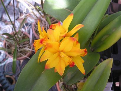 ���ƒ�̉ԂƎČ��E��