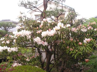 ���ƒ�̉ԂƎČ��E��