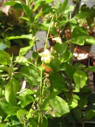 ���ƒ�̉ԂƎČ��E��