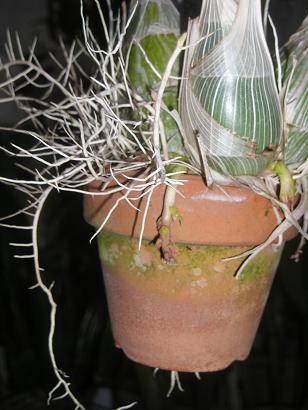 ���ƒ�̉ԂƎČ��E��