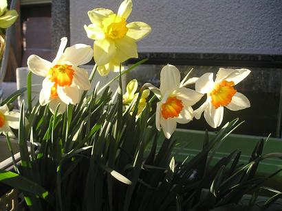 ���ƒ�̉ԂƎČ��E��