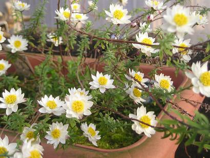 ���ƒ�̉ԂƎČ��E��