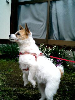 ���ƒ�̉ԂƎČ��E��