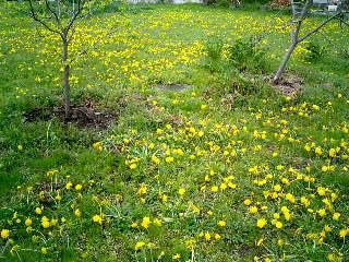 ���ƒ�̉ԂƎČ��E��