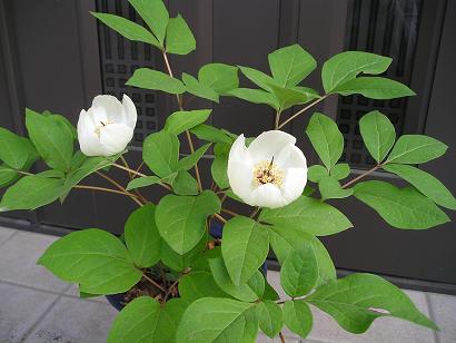 ���ƒ�̉ԂƎČ��E��