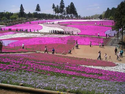 ���ƒ�̉ԂƎČ��E��