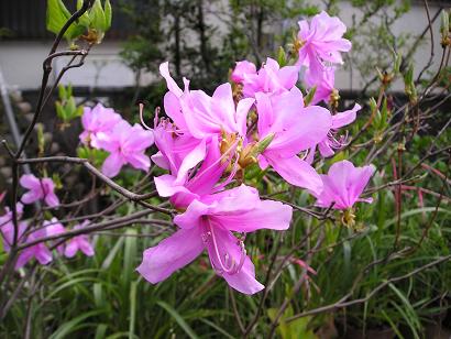 ���ƒ�̉ԂƎČ��E��