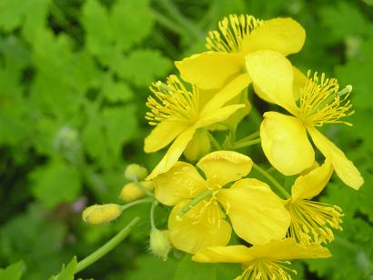 ���ƒ�̉ԂƎČ��E��