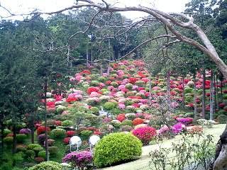 ���ƒ�̉ԂƎČ��E��