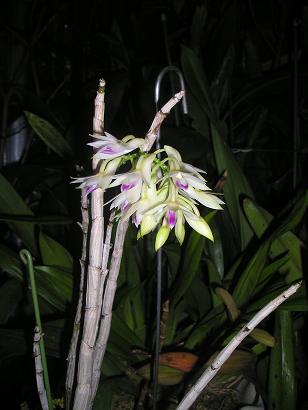 ���ƒ�̉ԂƎČ��E��