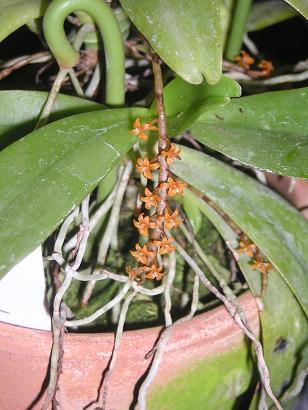 ���ƒ�̉ԂƎČ��E��