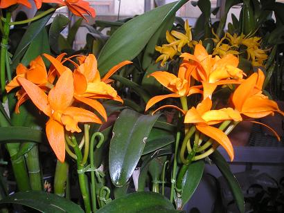 ���ƒ�̉ԂƎČ��E��