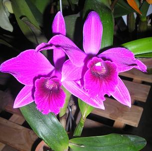 ���ƒ�̉ԂƎČ��E��