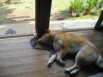 ���ƒ�̉ԂƎČ��E��