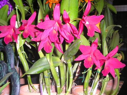 ���ƒ�̉ԂƎČ��E��