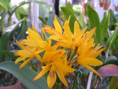 ���ƒ�̉ԂƎČ��E��