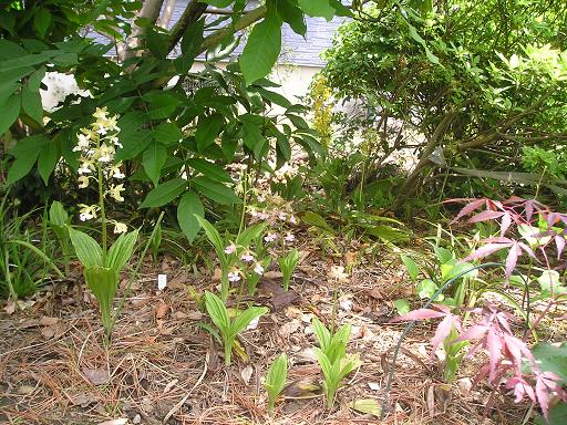 ���ƒ�̉ԂƎČ��E��