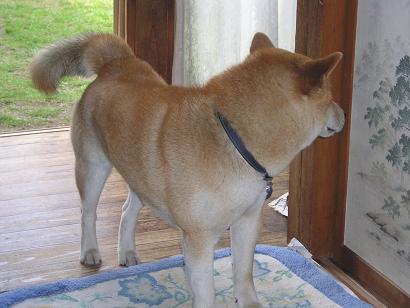 ���ƒ�̉ԂƎČ��E��